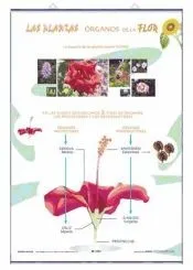 Órganos de la flor / La Reproducción