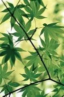 Spring Maple Notebook: Blank Journal Diary Memoir Log Logue