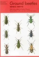 Common Ground Beetles