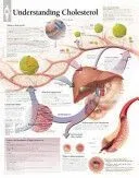 Understanding Cholesterol