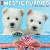 Westie Puppies 2026 12 X 12 Wall Calendar