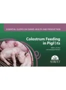 Colostrum Feeding In Piglets
