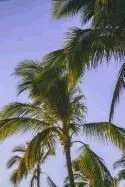 Palm Journal